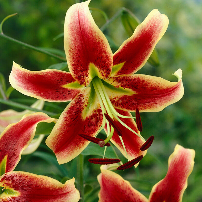 Lilja-Lilium Sheherazade 2-pack