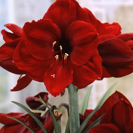 Amaryllis-Hippeastrum 'Benfica' 1-pack