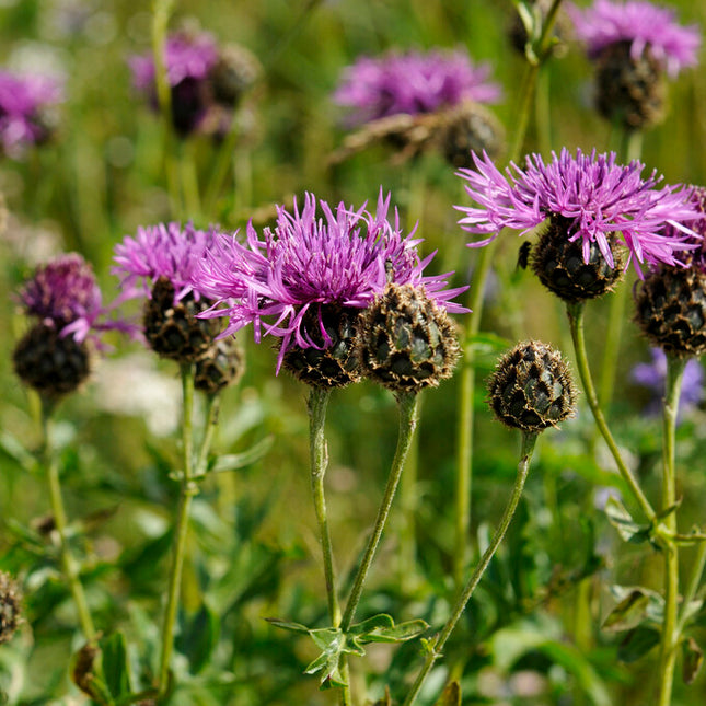 Centaurea Scabiosa 1-pack