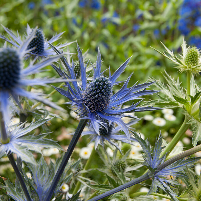 Martorn-Eryngium Big Blue 1-pack