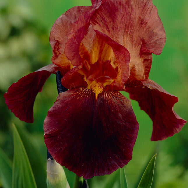 Tyskiris-Iris Germanica Ruby Mine 1-pack