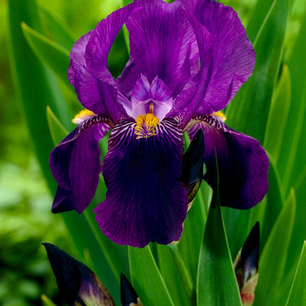 Tyskiris-Iris Germanica Joanna 1-pack