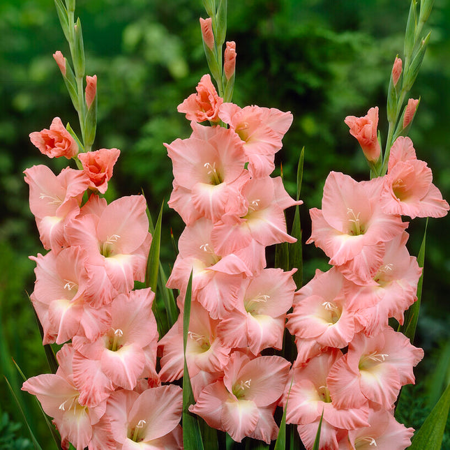 Gladiolus Rose Supreme 10-pack