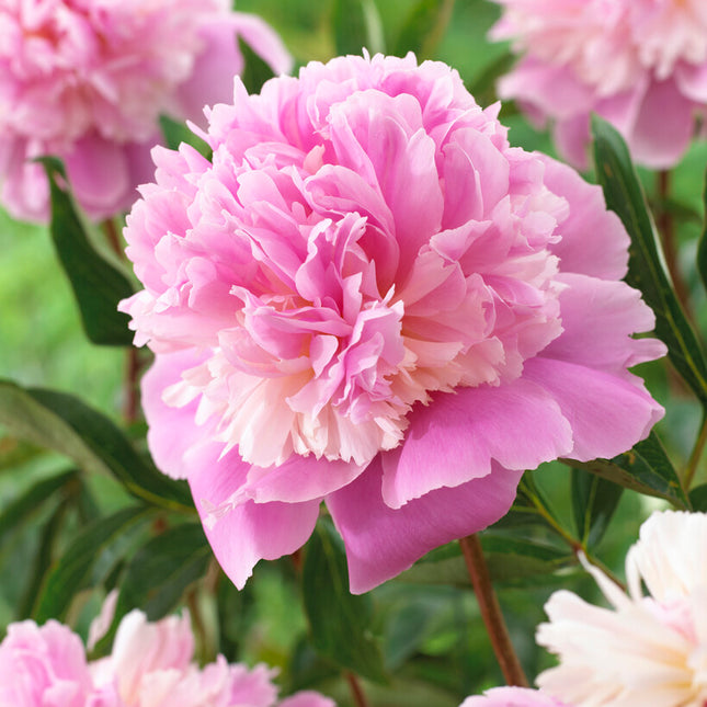 Pion-Paeonia Sorbet 1-pack