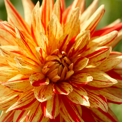 Dahlia Cactus Striped Vulcan 1-pack NYHET