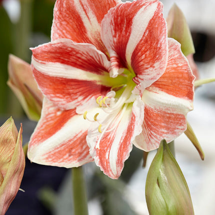 Amaryllis-Hippeastrum 'Clown' 1-pack