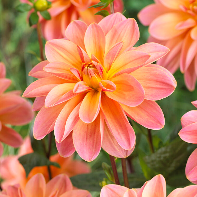 Dahlia Dekorativ Mister Frans 1-pack NYHET