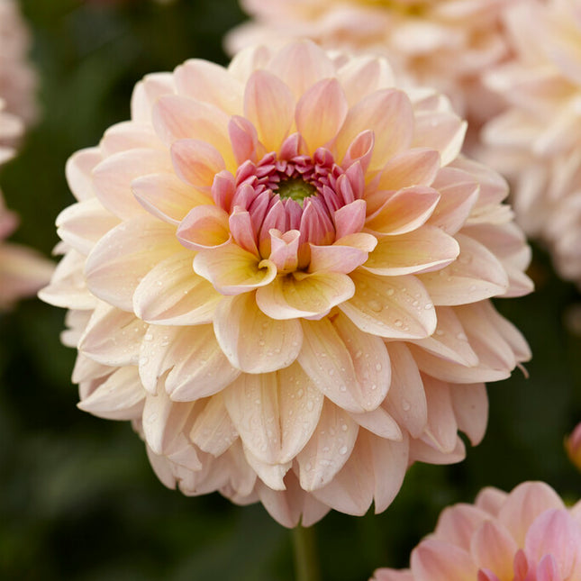 Dahlia Dekorativ Maya 1-pack