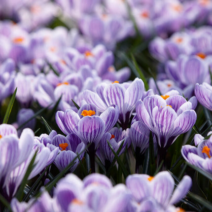 Vårkrokus-Crocus Vernus 'Pickwick' 10-pack