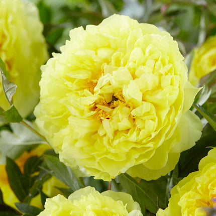 Pion-Paeonia Bartzella 1-pack