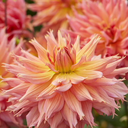 Dahlia Dekorativ Omega 1-pack