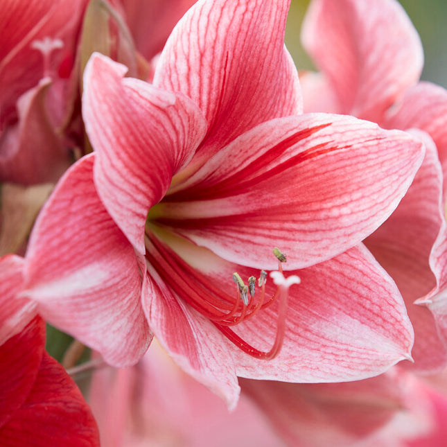 Amaryllis-Hippeastrum 'Gervase' 1-pack