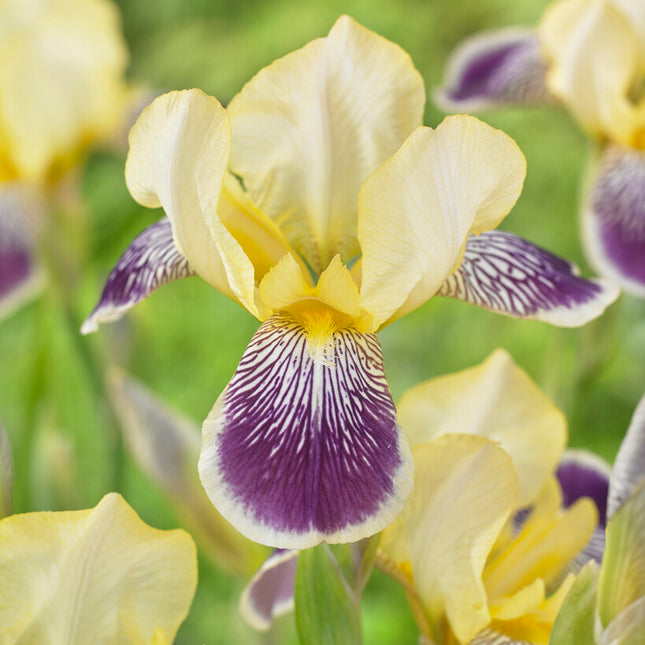 Tyskiris-Iris Germanica Nibelungen 1-pack