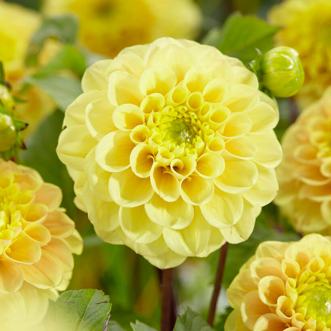 Dahlia Boll Yellow Don 1-pack