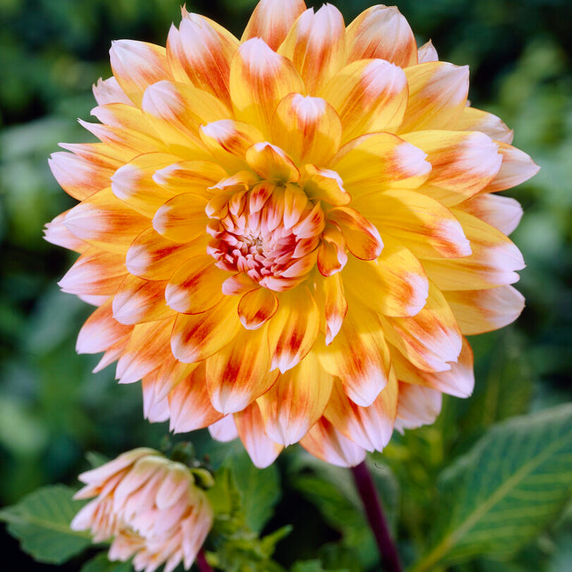 Dahlia Deorativ Peaches and Cream 1-pack