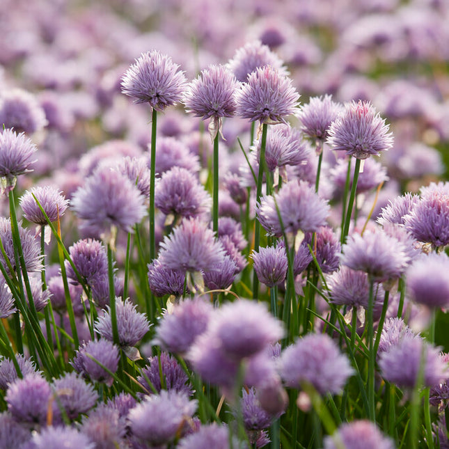 Gräslök-Allium Schoenoprasum 1-pack