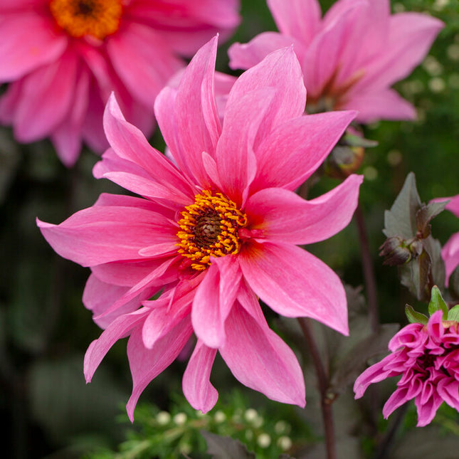 Dahlia Border Fascination 1-pack