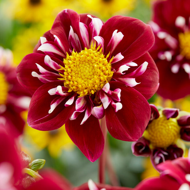 Dahlia Special Joyfull Investment 1-pack