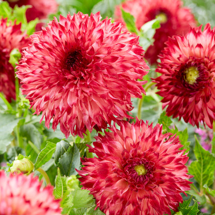 Dahlia Cactus Aiyana 1-pack - NYHET