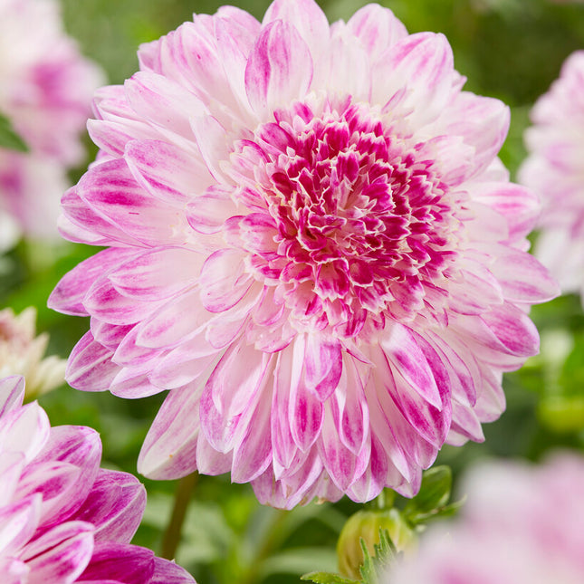 Dahlia Special Que Sera 1-pack