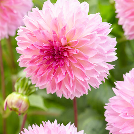 Dahlia Fubuki Sakura 1-pack