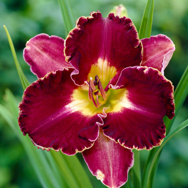 Daglilja-Hemerocallis David Kirchoff 1-pack