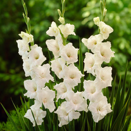 Gladiolus White Glory 10-pack