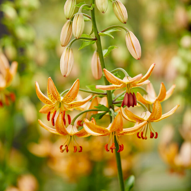 Krollilja-Lilium martagon 'Guinea Gold' 1-pack