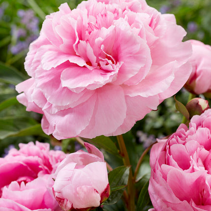 Pion-Paeonia Alexander Fleming 1-pack