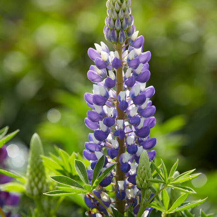 Lupin-Lupinus Blue 1-pack