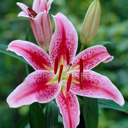 Orientalisk lilja-Lilium Oriental Stargazer 2-pack