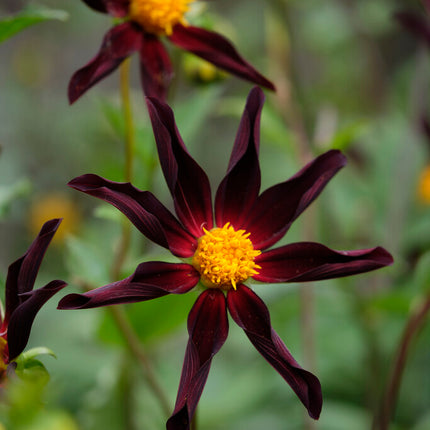 Dahlia Special Verrone's Obsidian 1-pack