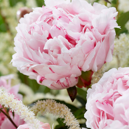 Pion-Paeonia Sarah Bernhardt 1-pack