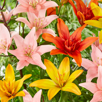 Asiatlilja-Lilium Asiatic Mixed 3-pack