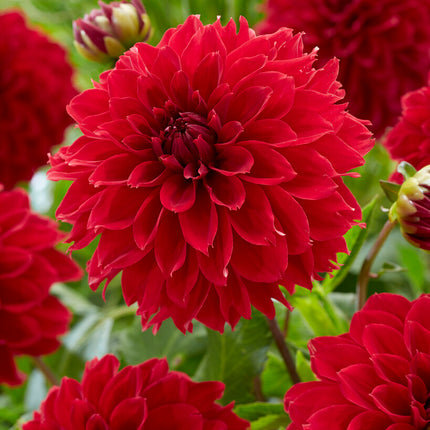 Dahlia Fubuki Red 1-pack