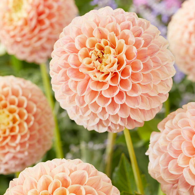 Dahlia Pompon Sweet Suzanne 1-pack NYHET