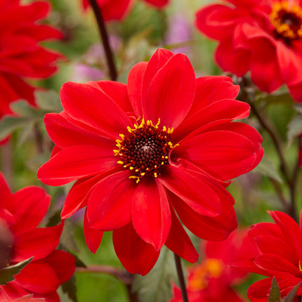 Dahlia Border Bishop of Llandaff 1-pack