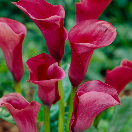 Zantedeschia Chianti 1-pack