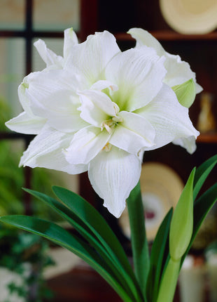 Amaryllis-Hippeastrum 'White Nymph' 1-pack