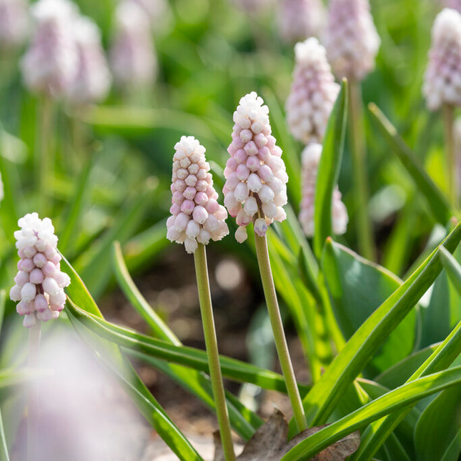 Pärlhyacint-Muscari basalticum 'Pink Sunrise' 5-pack