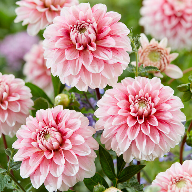 Dahlia Dekorativ Strawberry Cream 1-pack NYHET