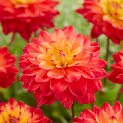 Dahlia Dekorativ Red Silence 1-pack