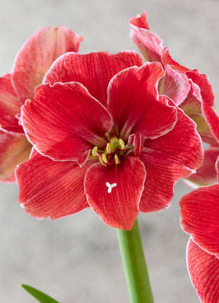 Amaryllis-Hippeastrum 'Magical Touch' 1-pack