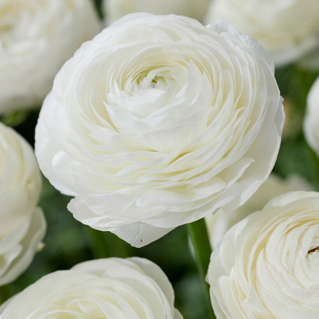 Bukettranunkel-Ranunculus asiaticus 'White' 10-pack