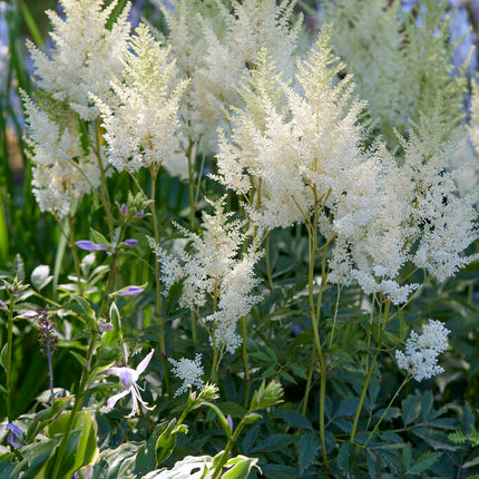 Astilbe White 1-pack