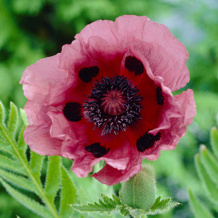 Vallmo-Papaver 'Patty's Plum' 1-pack