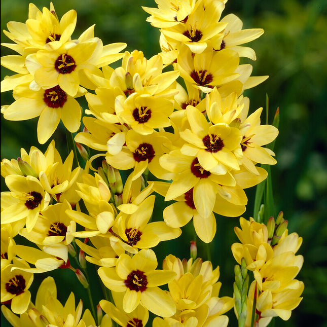 Ixia Yellow 15-pack