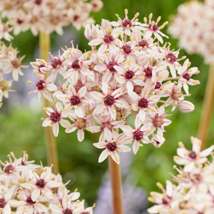 Allium 'Silverspring' 1-pack