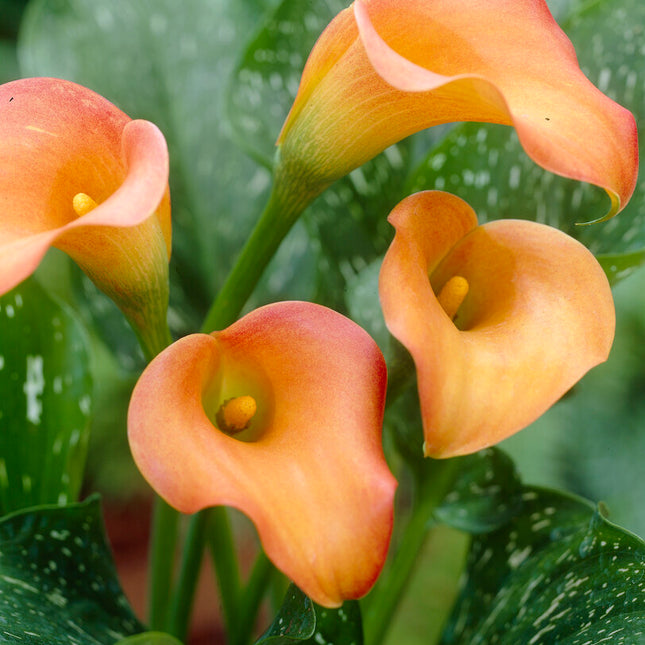 Zantedeschia Esmeralda 1-pack