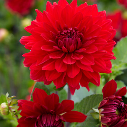 Dahlia Dekorativ Garden Wonder 1-pack